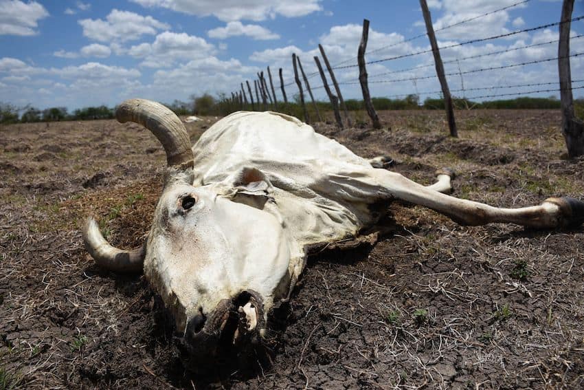 Livestock dead from thirst