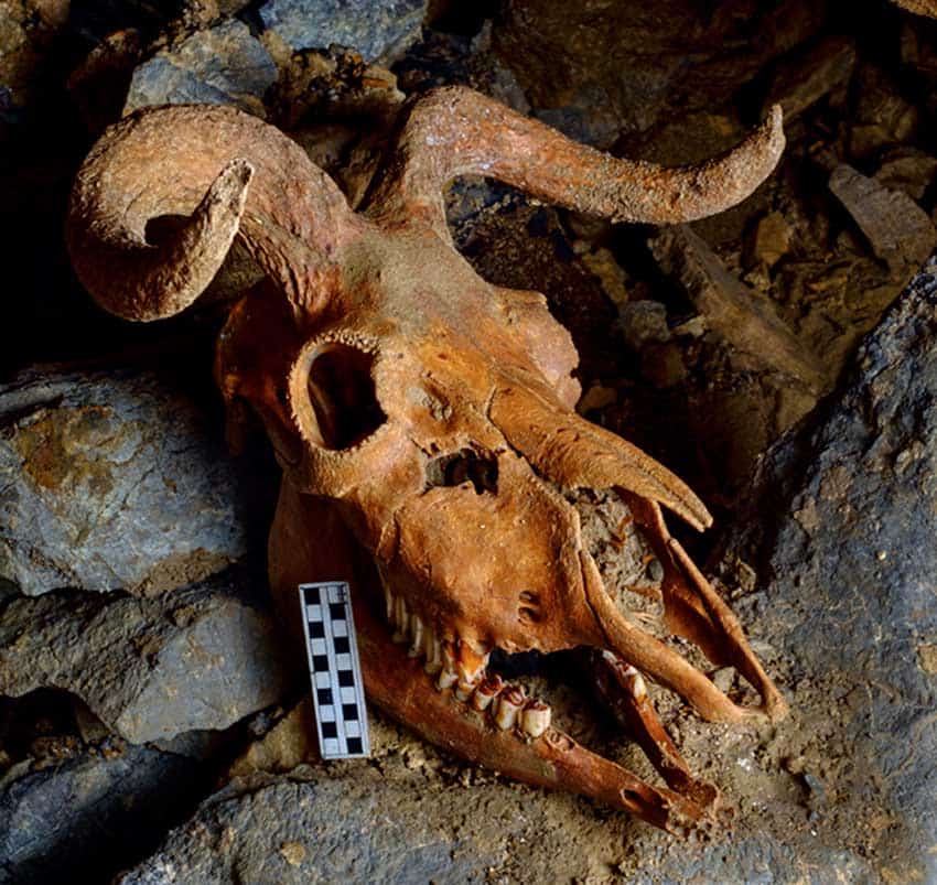 Skull of a shrub-ox, which lived during the early Pleistocene, found in a Huautla cave.