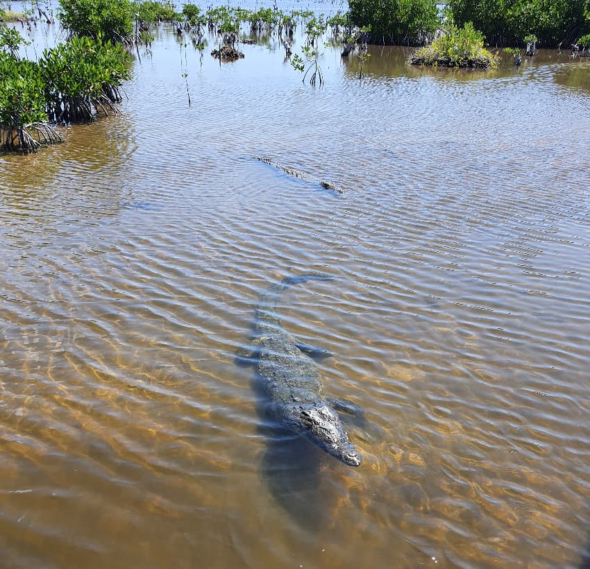 Crocodile in lagoon
