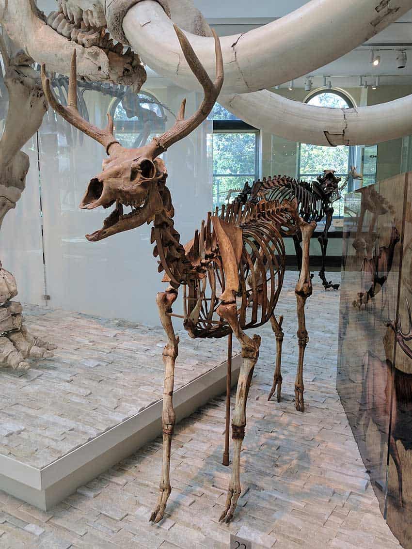 American mountain deer skeleton from a cave in Nuevo León, now on display at the Los Angeles County Natural History Museum.