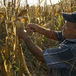 Mexican corn farmer