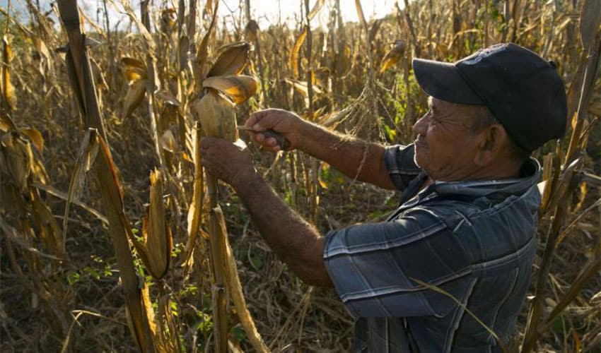 Mexican corn farmer