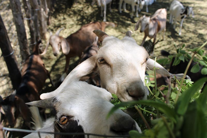 Close-up of two goats with several more in the background.