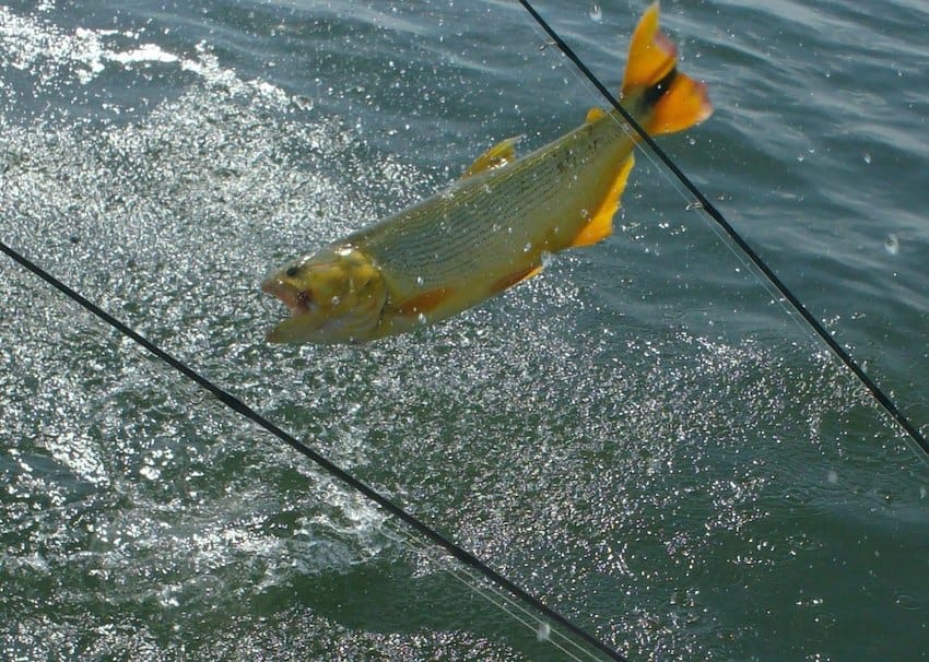 The dorado: Mexico’s tropical trophy fish stuck in legal limbo