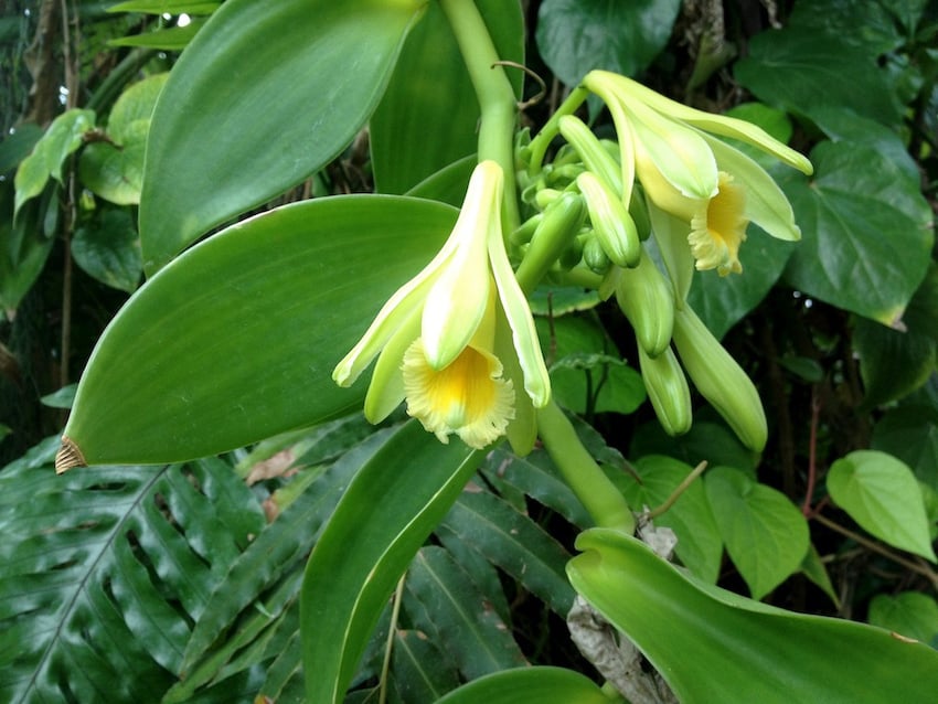 A vanilla orchid