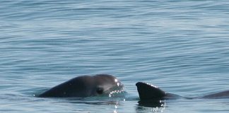 Two vaquitas.