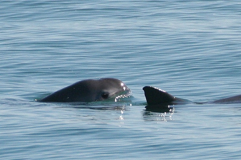 Two vaquitas.