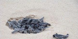 leatherback turtles at Xcacel-Xcacelito turtle sanctuary in Tulum, Mexico