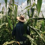 Mexican corn farmer