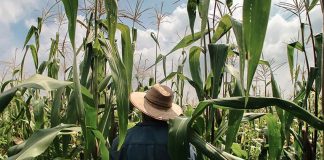Mexican corn farmer