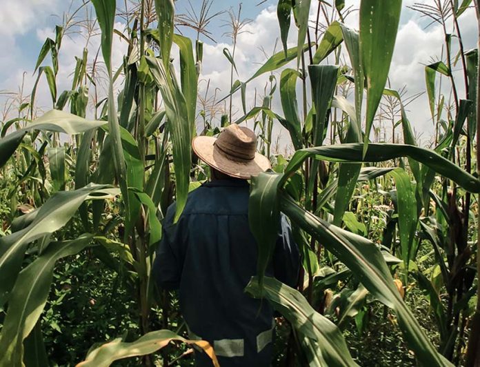 Mexican corn farmer