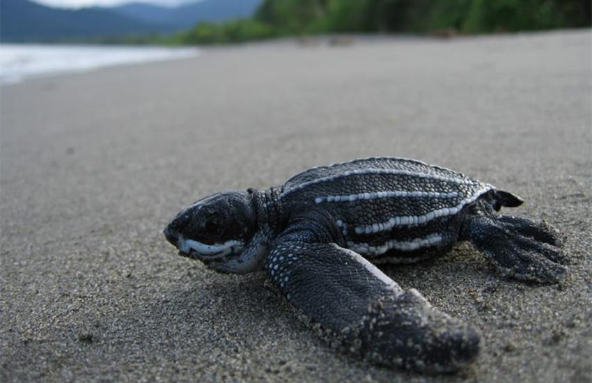 Leatherback turtle