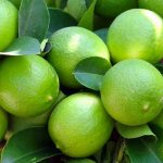 Key limes on the branch being held in a person's hand.