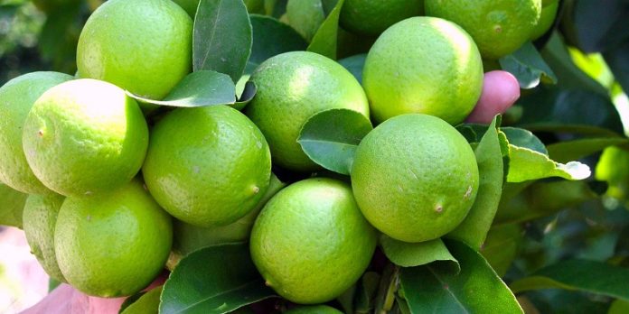 Key limes on the branch being held in a person's hand.