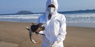 Dead bird on a Mexican beach