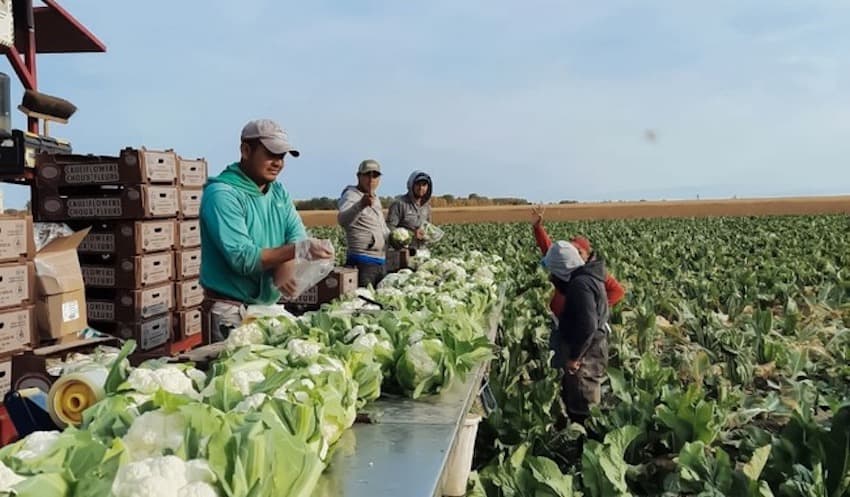 Agricultural workers process heads of lettuce at tables in a field