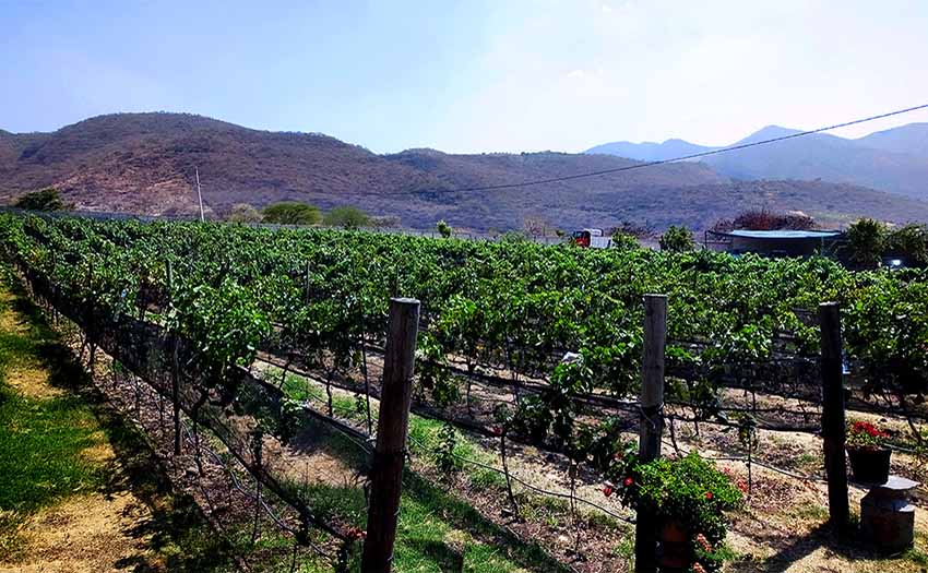 Viñedos El Tejón en Jalisco, México