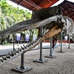whale skeleton