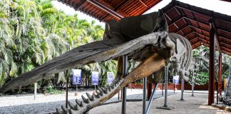 whale skeleton