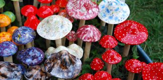 Magic mushrooms