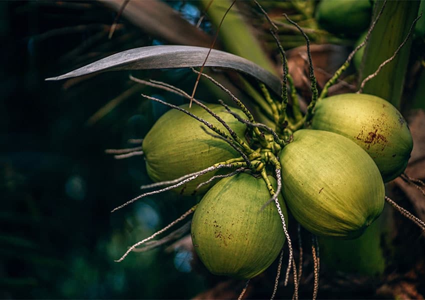 Coconut plant