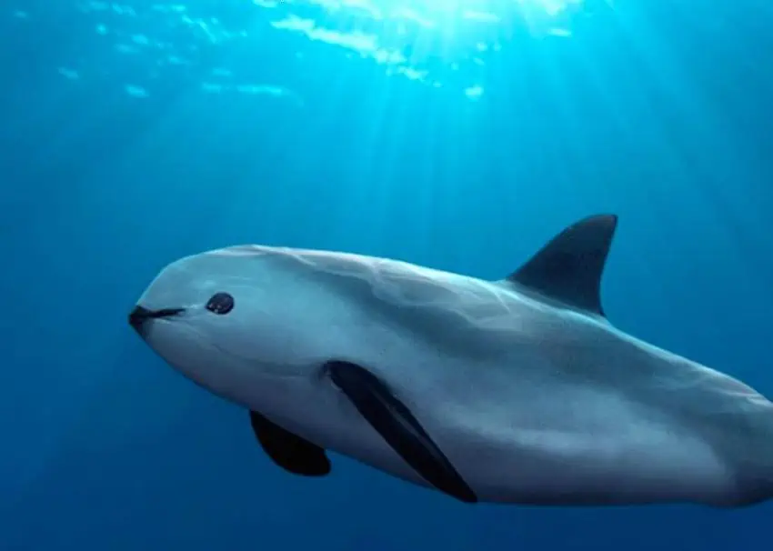 Vaquita