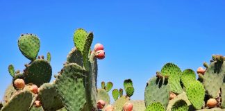 Prickly pear cactus