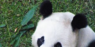panda at Chapultepec Zoo in mexico city