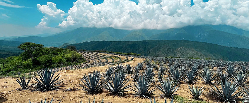 Agave fields in Jalisco