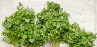 Cilantro