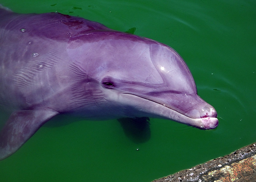 Luna is one of two dolphins at Maya Kay.