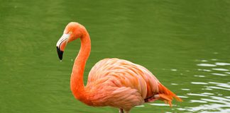Phoenicopteridae flamingo