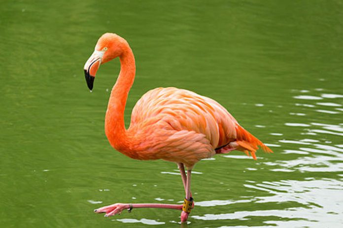 Phoenicopteridae flamingo