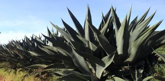 Agave plants