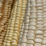 Mexican corn
