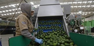 Avocados in Jalisco