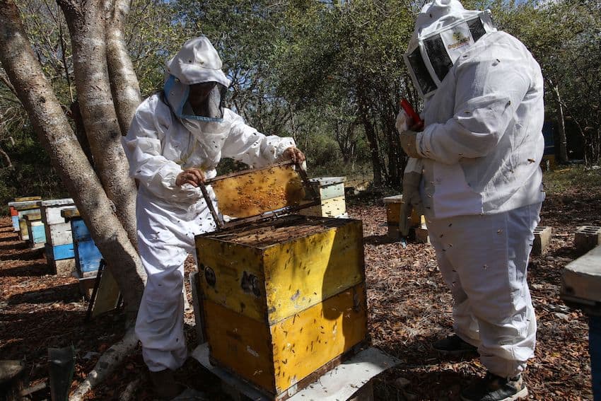 Investigators in Campeche mass bee death blame disease