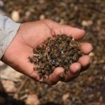 Dead bees