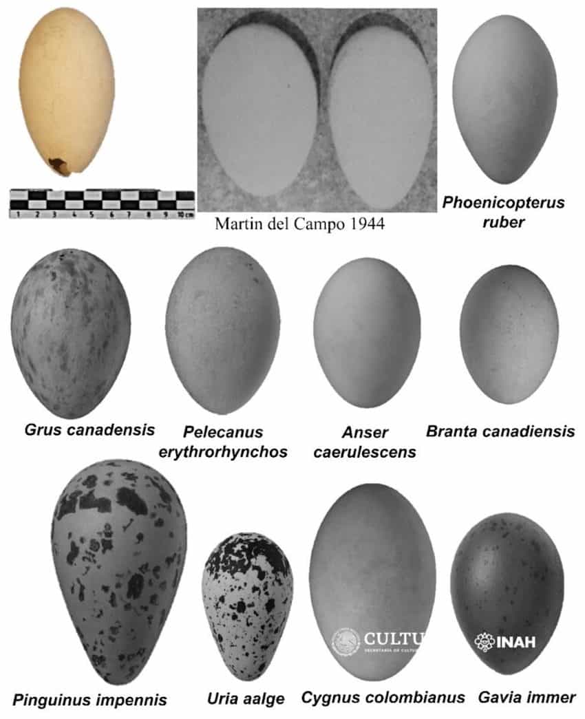 Egg comparison chart