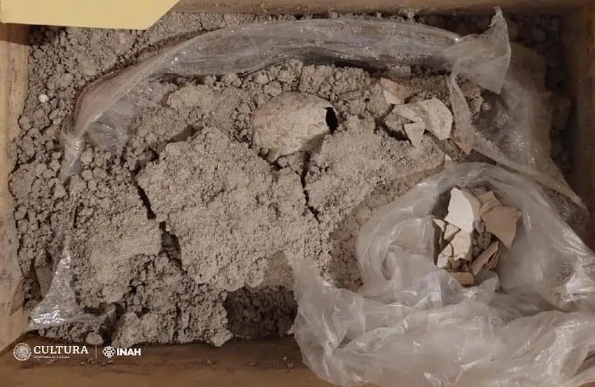 Historical fossilized flamingo egg discovered close to Felipe Ángeles airport