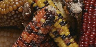 Mexican native corn.