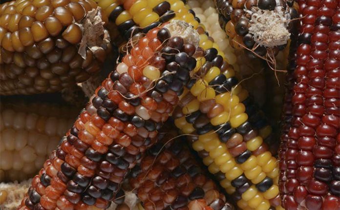 Mexican native corn.