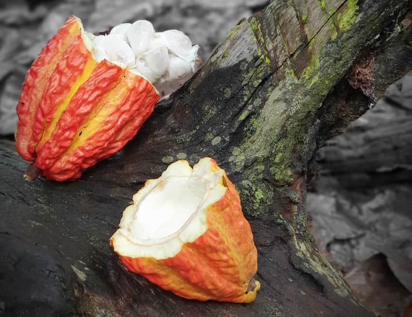 Cacao pods