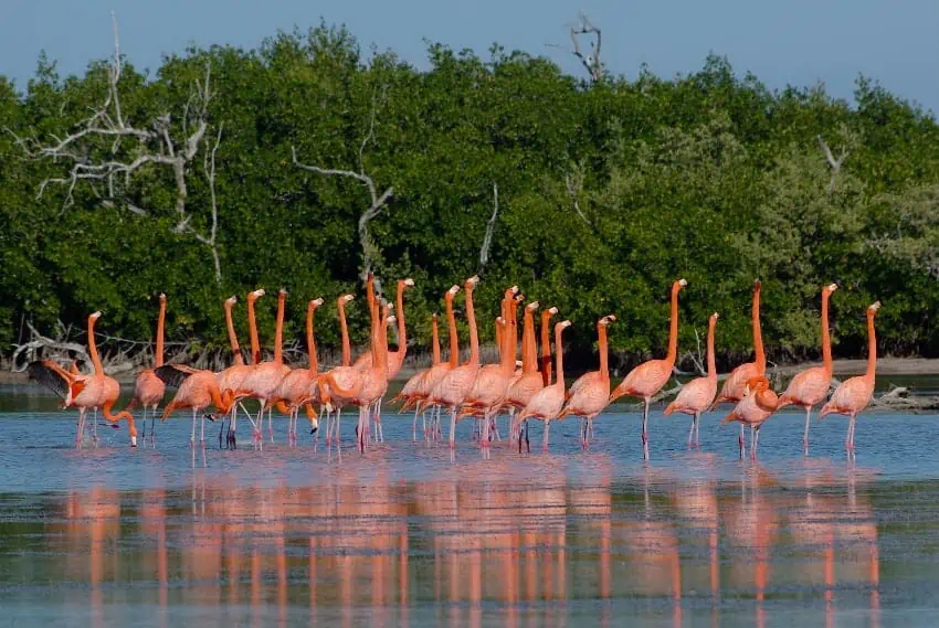 Flamingos discover refuge in Mexico