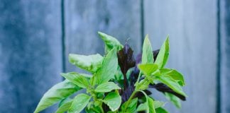 Basil sprig