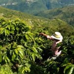 Coffee farmer in Coatepec, Veracruz