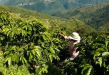 Coffee farmer in Coatepec, Veracruz