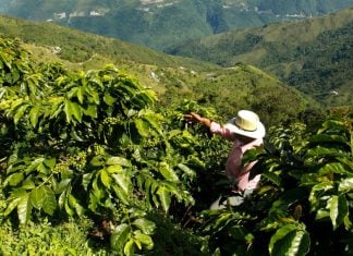 Coffee farmer in Coatepec, Veracruz