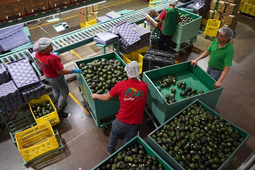 Workers in red shirts fill large carts with avocados next to a conveyor belt.