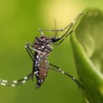 Aedes aegypti mosquito